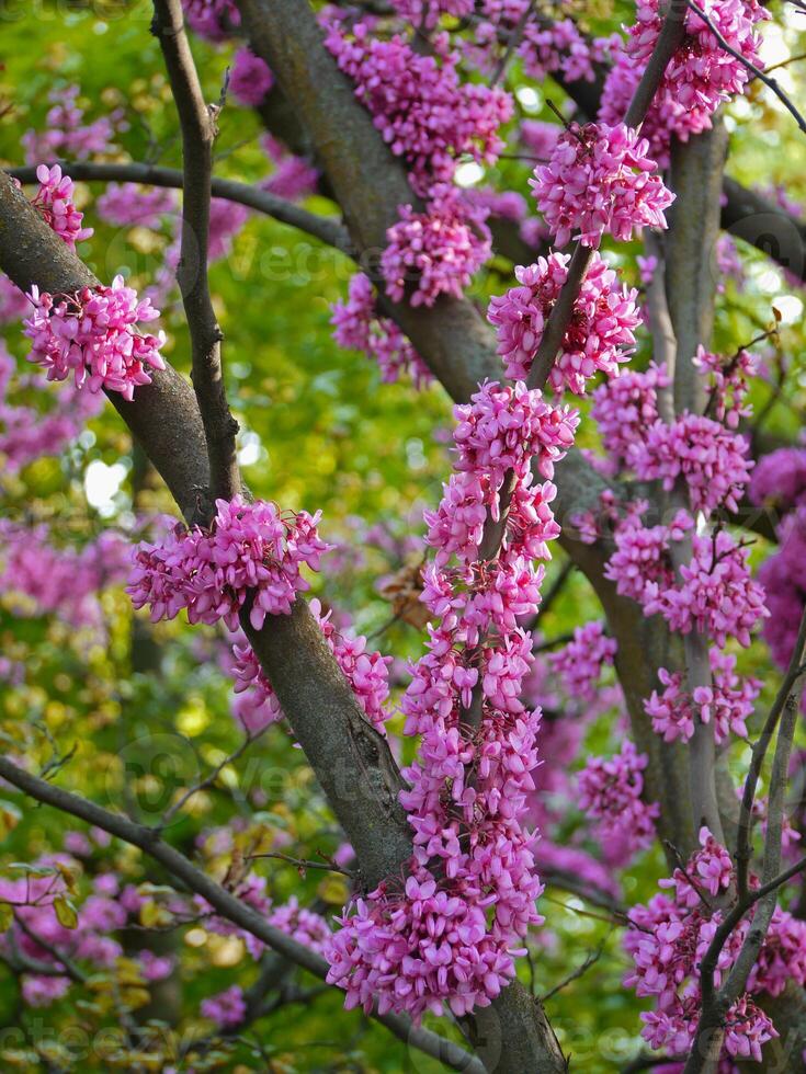 Cercis siliquastrum blossom. Redbud flowered tree. Spring concept photo