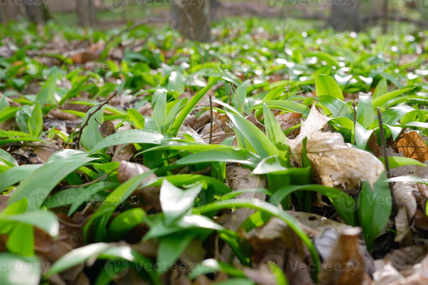 The first shoots of wild garlic in early spring. The growth of young Ramson wild leek Barlauch in Potzleinsdorfer Schlosspark photo