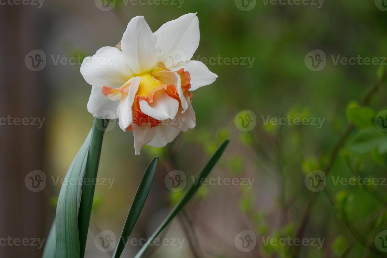 White split corona daffodil narcissus close up. Spring and Easter flower blossom. High quality photo