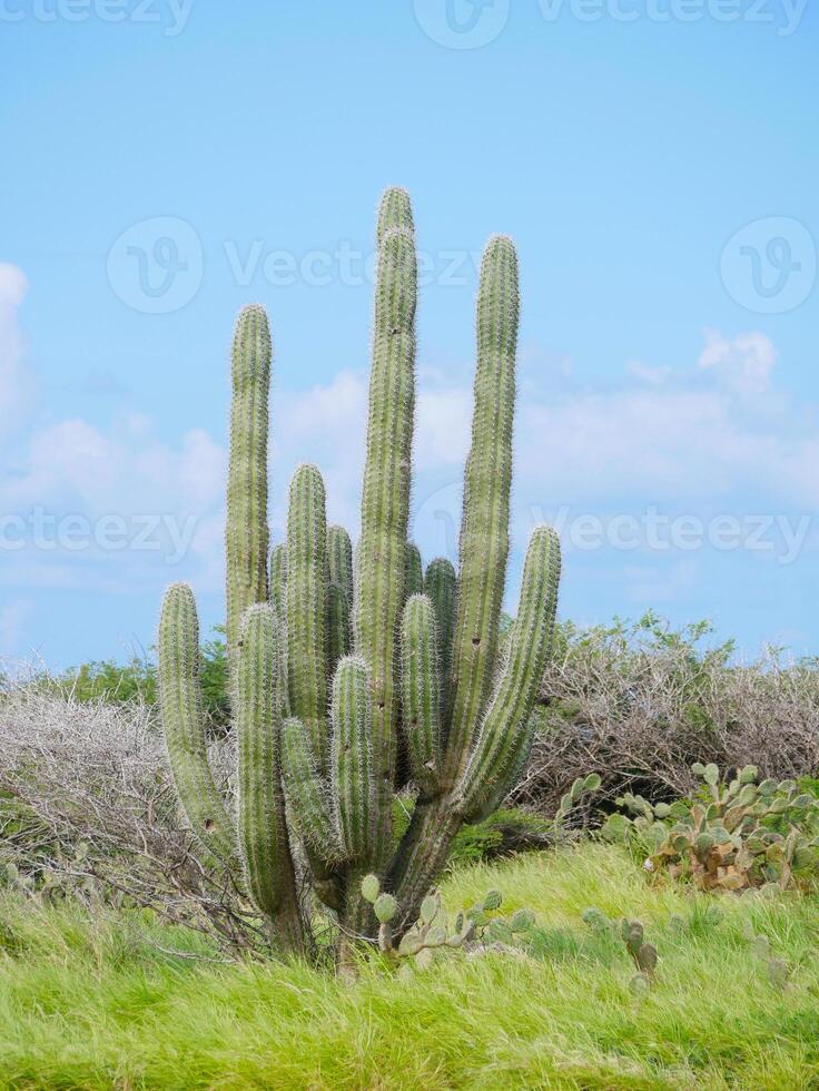 A huge wild cactus grows in Aruba photo