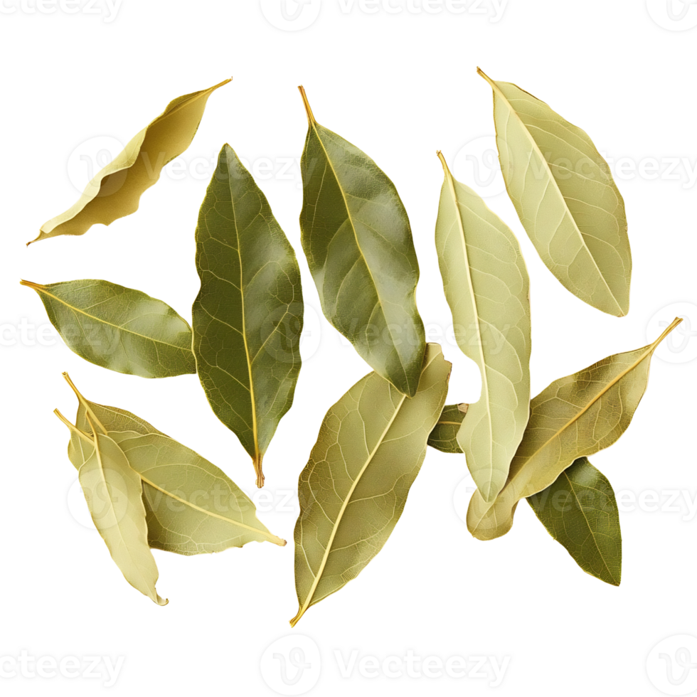 bay leaves isolated on transparent background png