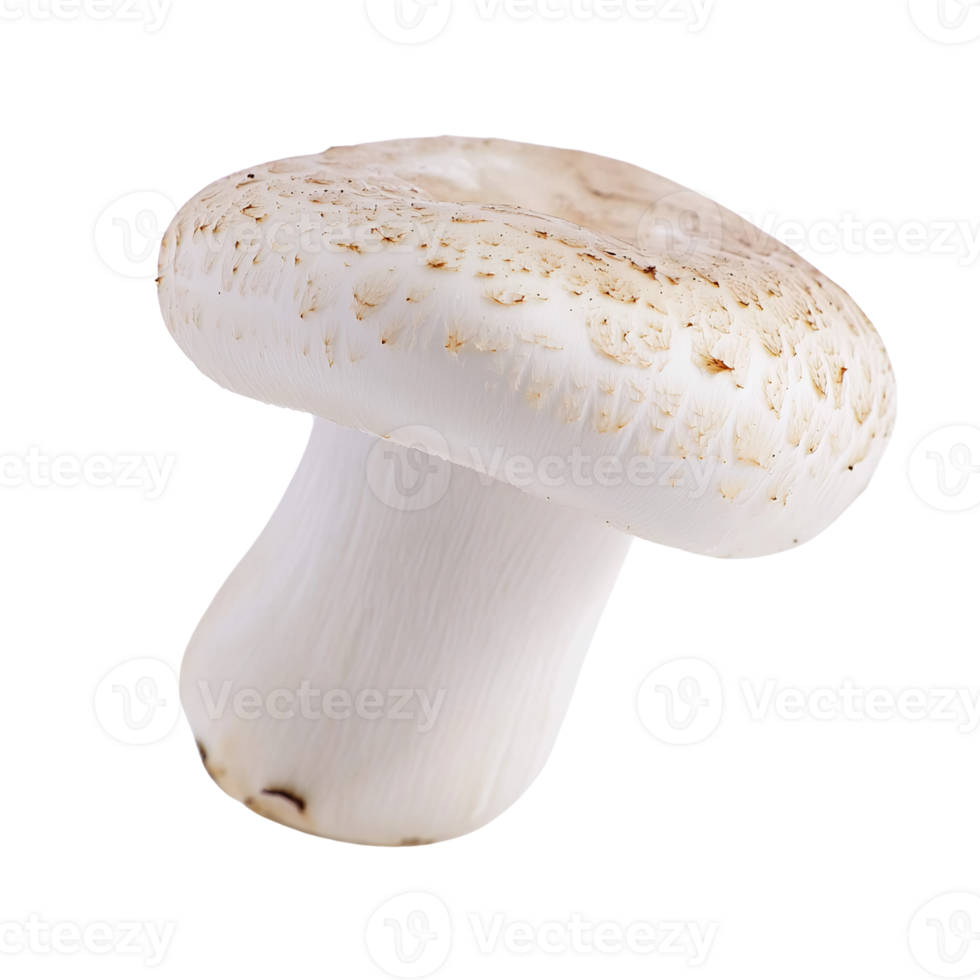 isolated portobello mushroom on transparent background png