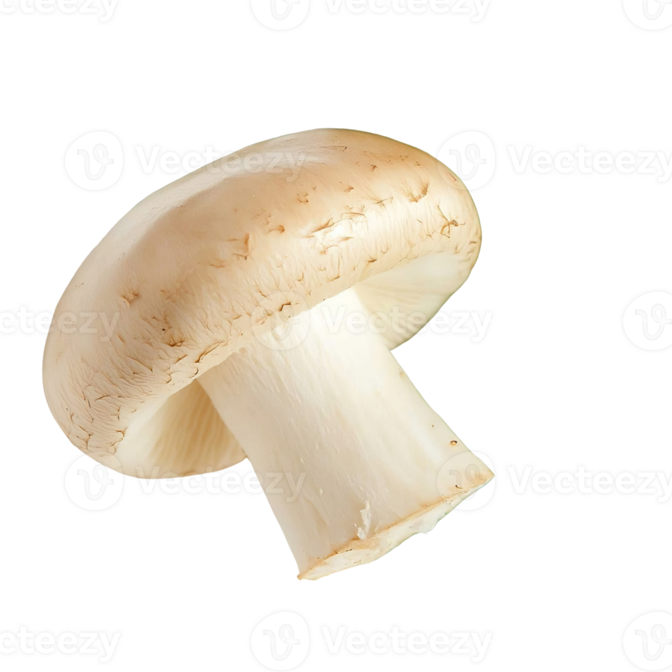 mushroom, close-up on transparent background png