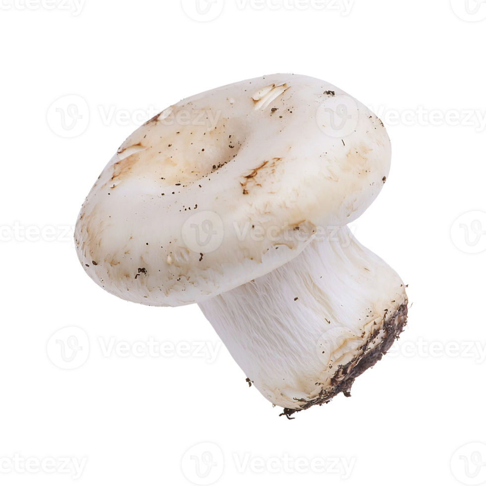 white mushroom isolated on transparent background. png