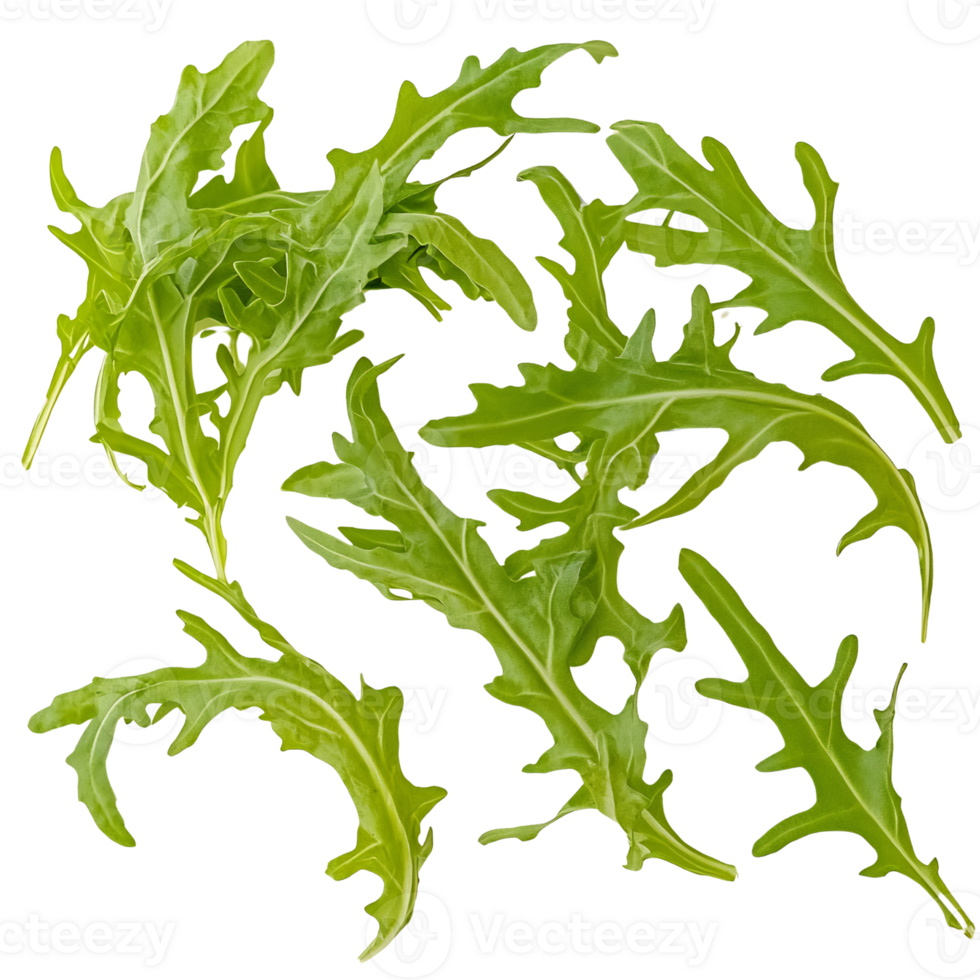 arugula leaves isolated on transparent background png