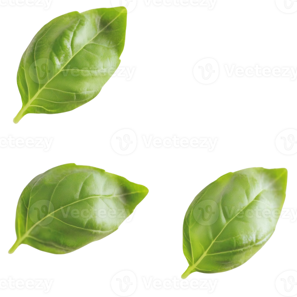 basil leaves, isolated on transparent background. png