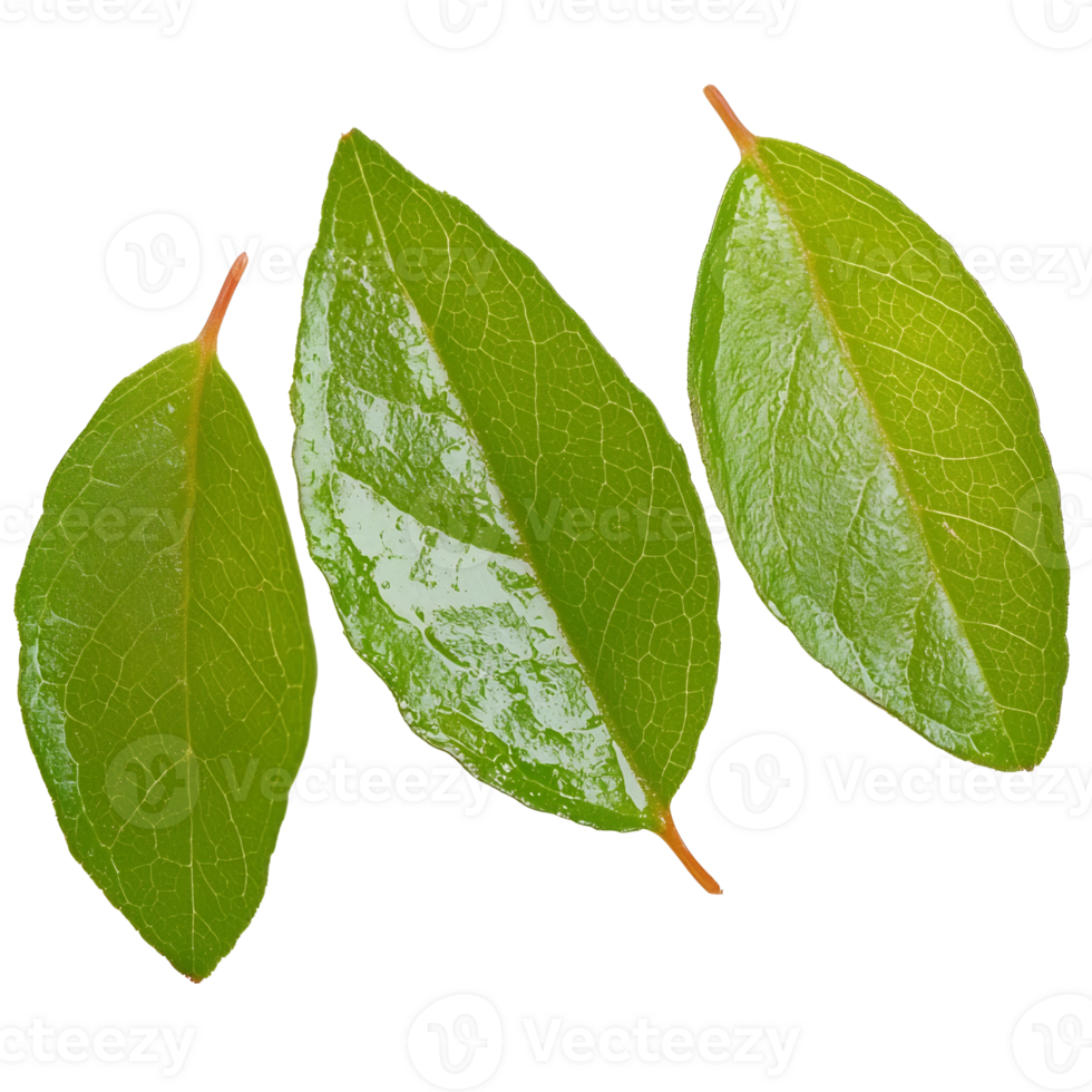three green leaves isolated on transparent background. png