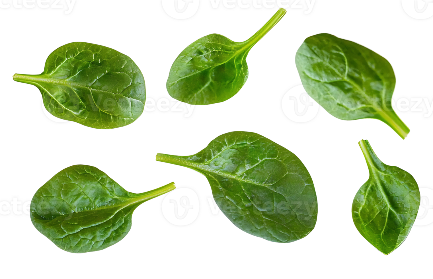 fresh spinach leaves on transparent background png