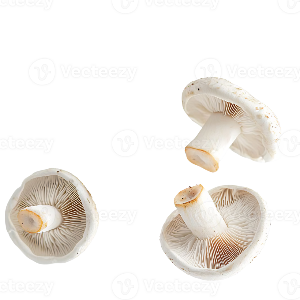fresh white mushrooms isolated on transparent background png