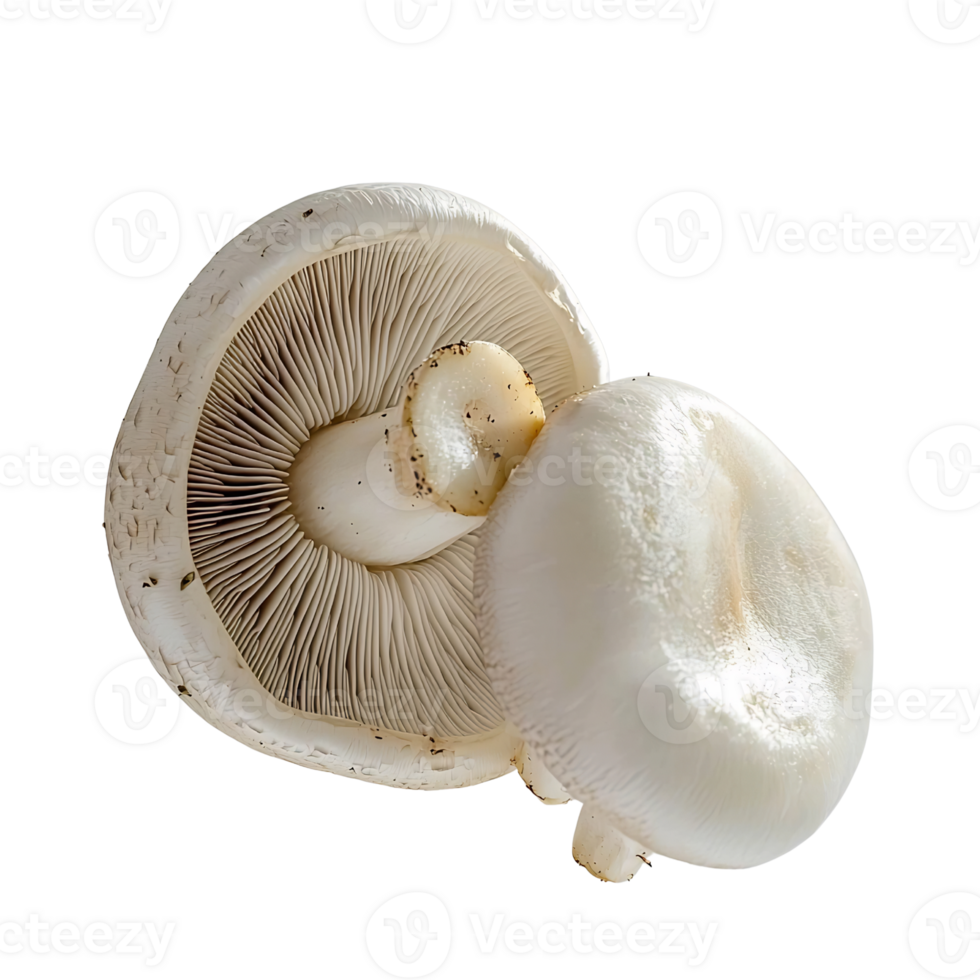 portobello mushrooms isolated on transparent background. png