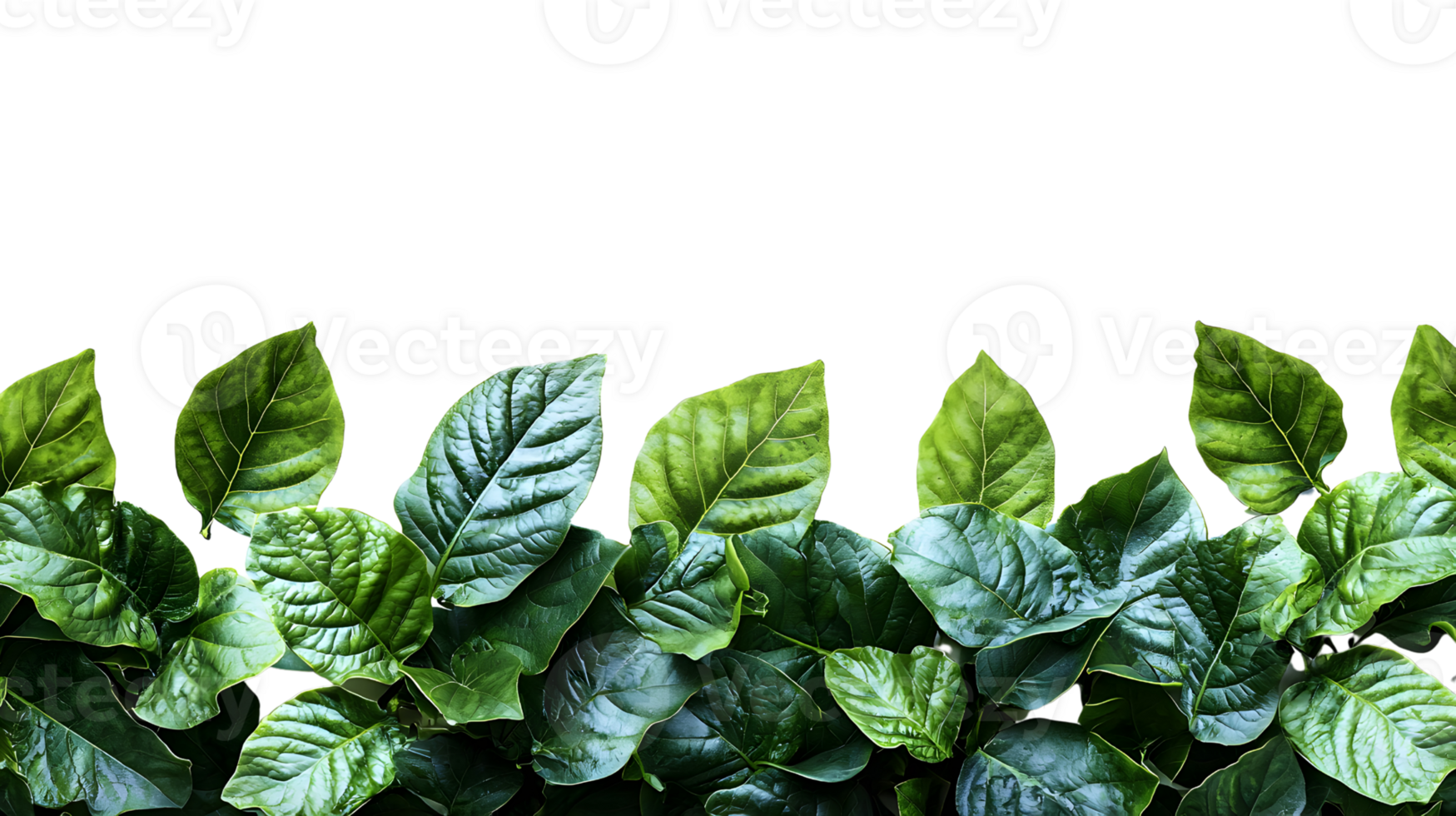 green leaves border on transparent background png