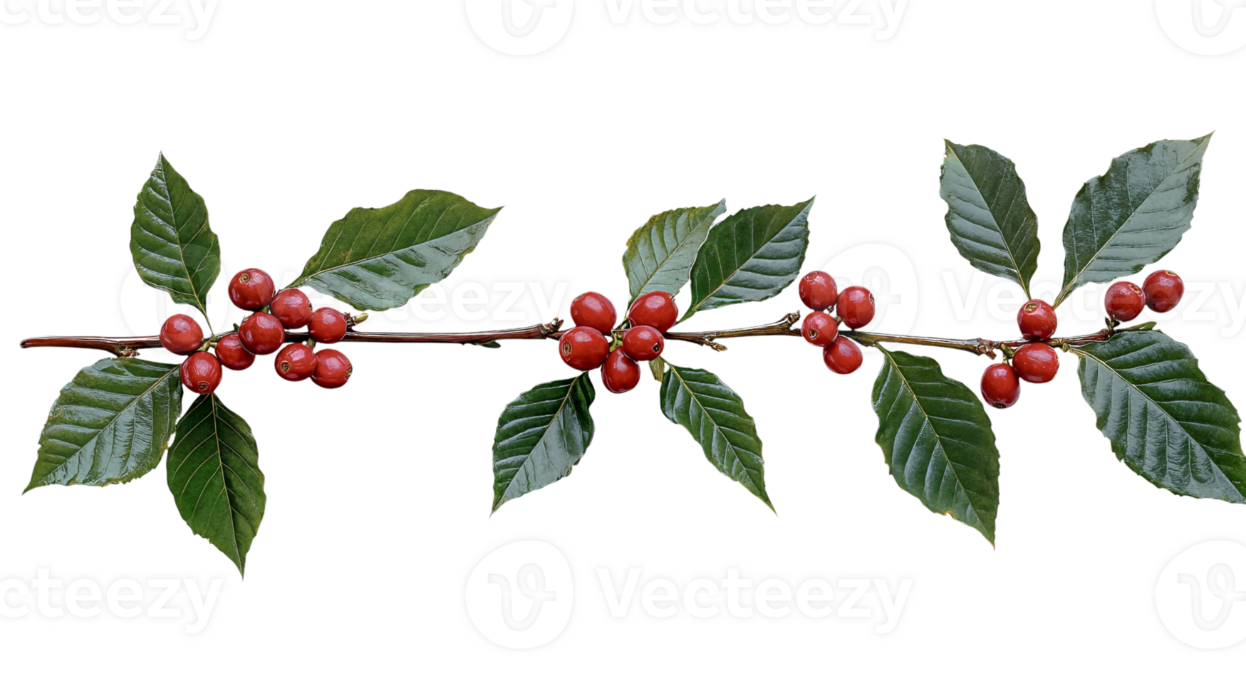 coffee branch with ripe red berries on transparent background png