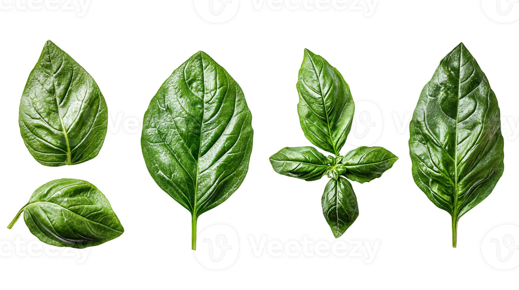 Bright Green Basil Leaves on Transparent Background png