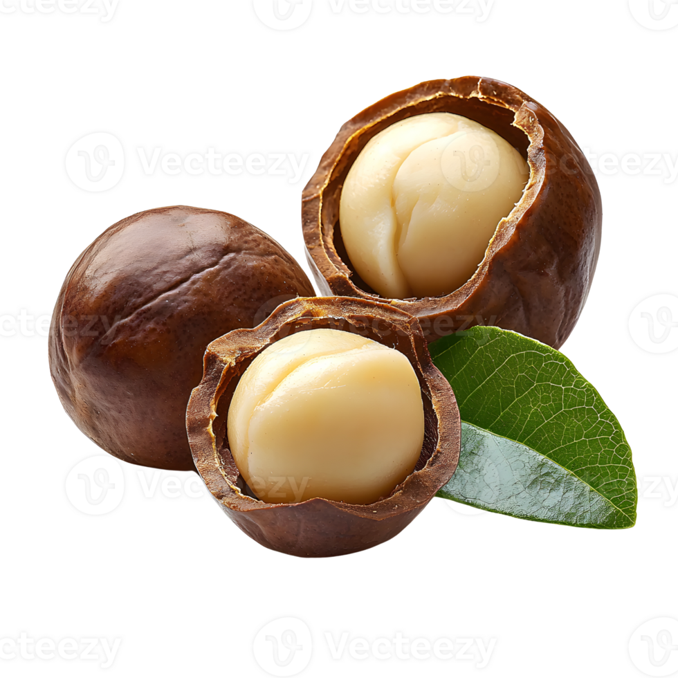 macadamia nuts with green leaf on transparent background png