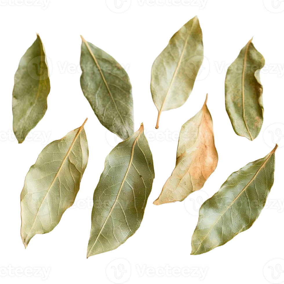 dried bay leaves on transparent background. png