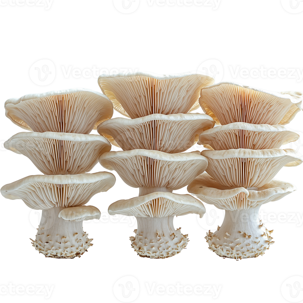 oyster mushrooms stacked on transparent background, close-up png