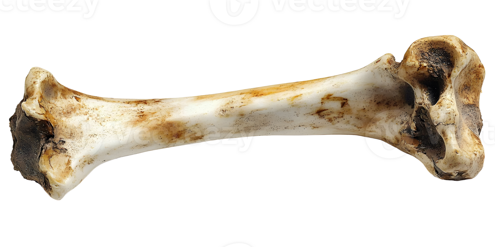 isolated bone on white background, animal remains png