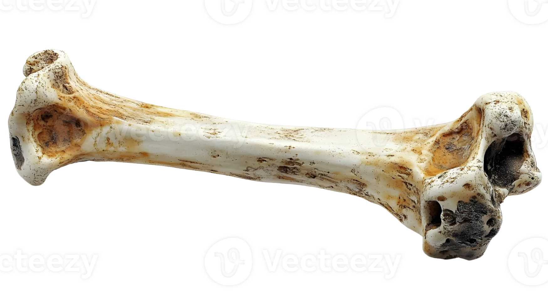 animal bone on white background png