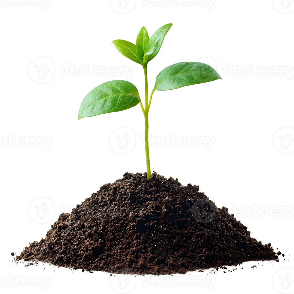 young sprout in soil isolated on white background png