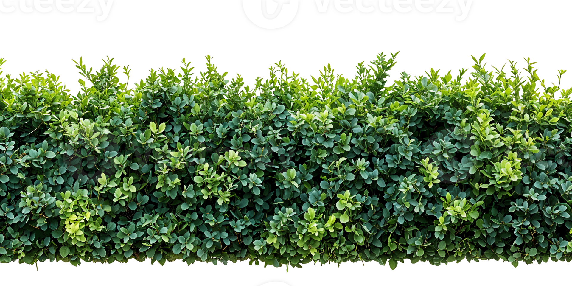 Lush Green Hedge on White Background png