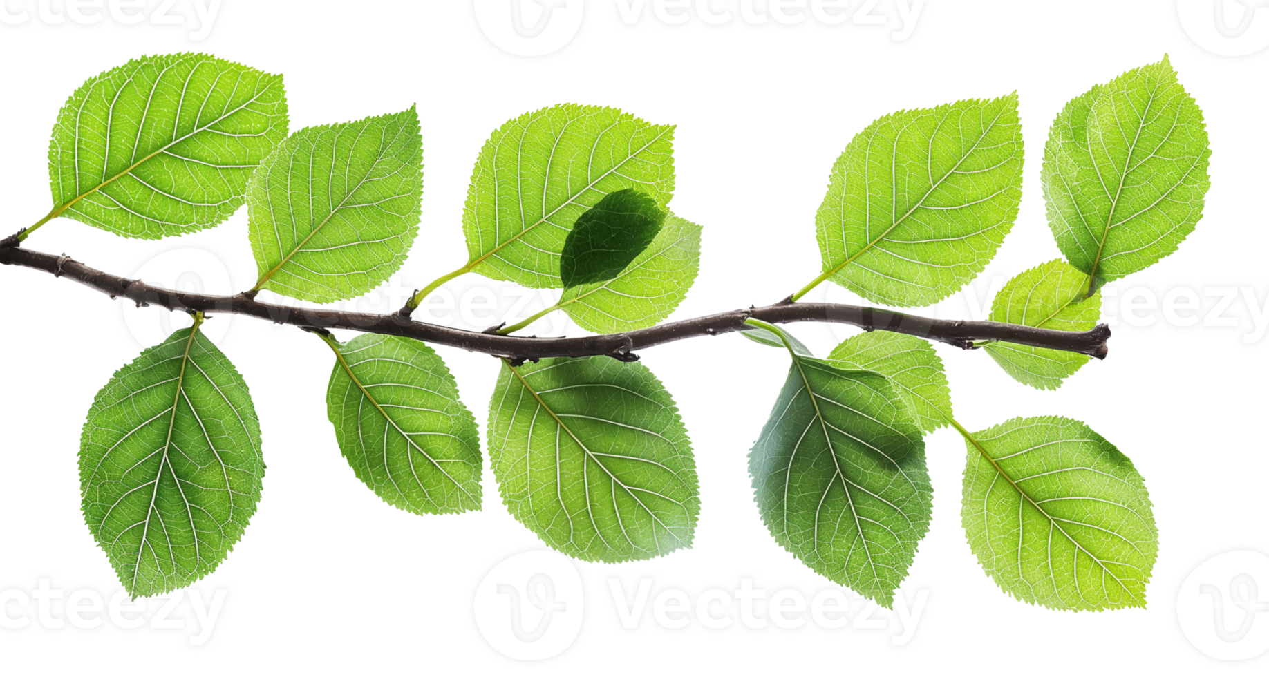 branch with green leaves isolated on white background png