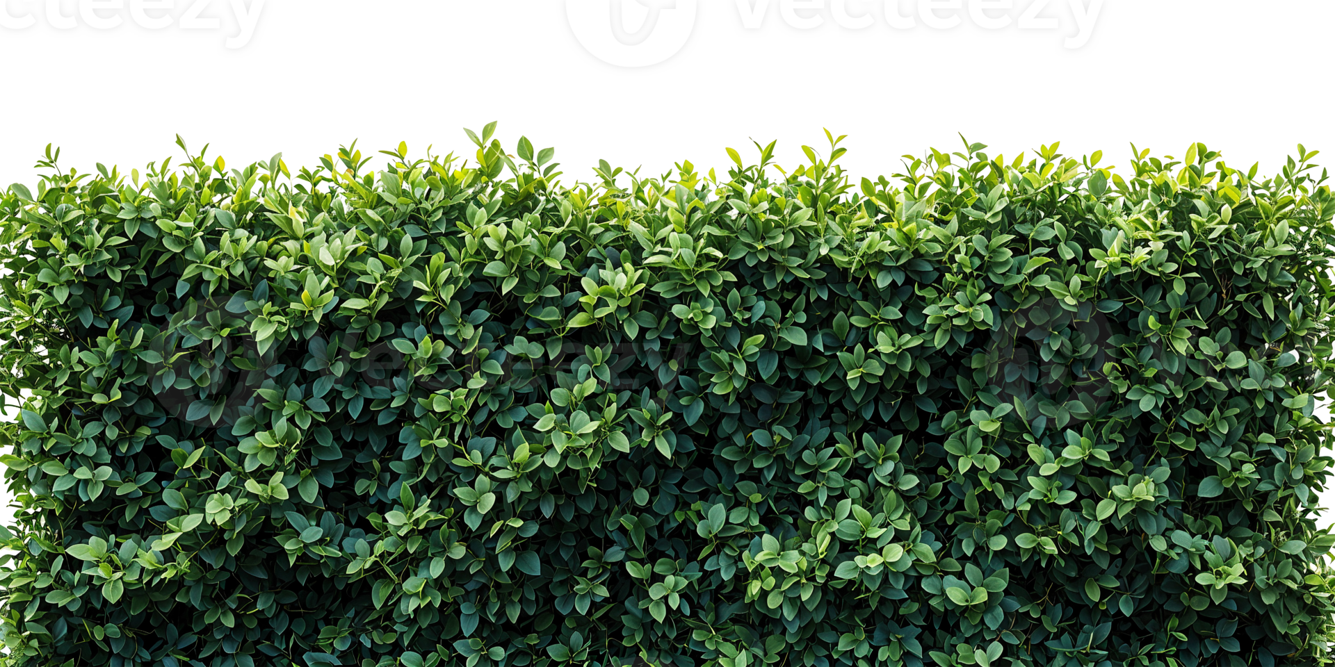 green bush hedge isolated on white background png