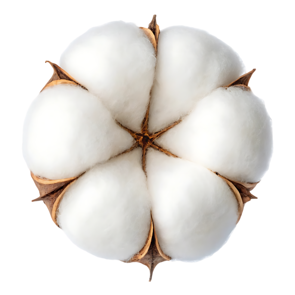 Close up of a fluffy cotton boll. png