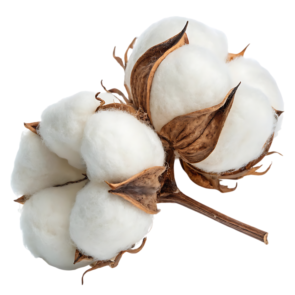 Two cotton bolls on a branch, isolated on white. png