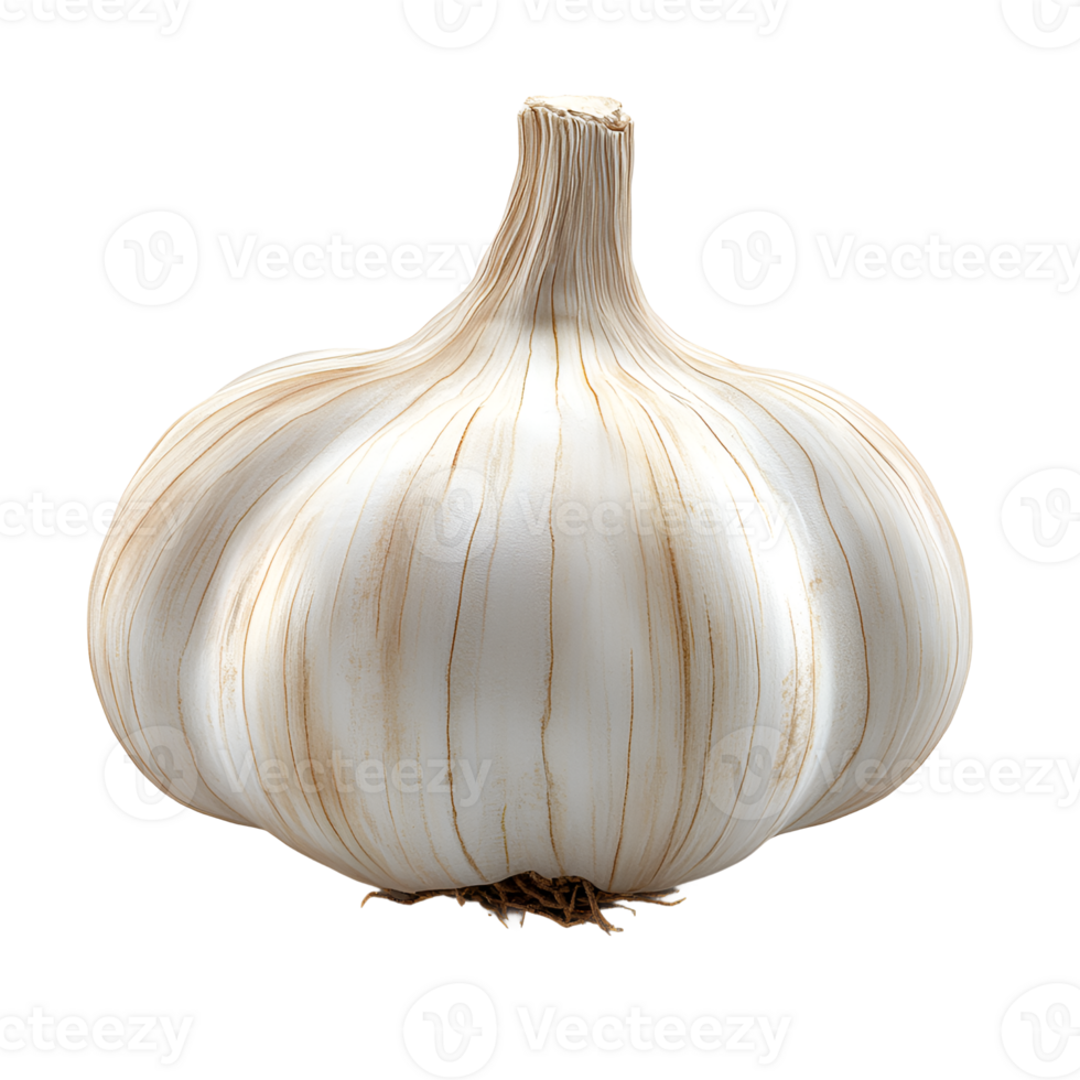 Single Bulb of Fresh Garlic with Root End Visible, Isolated on transparent Background png
