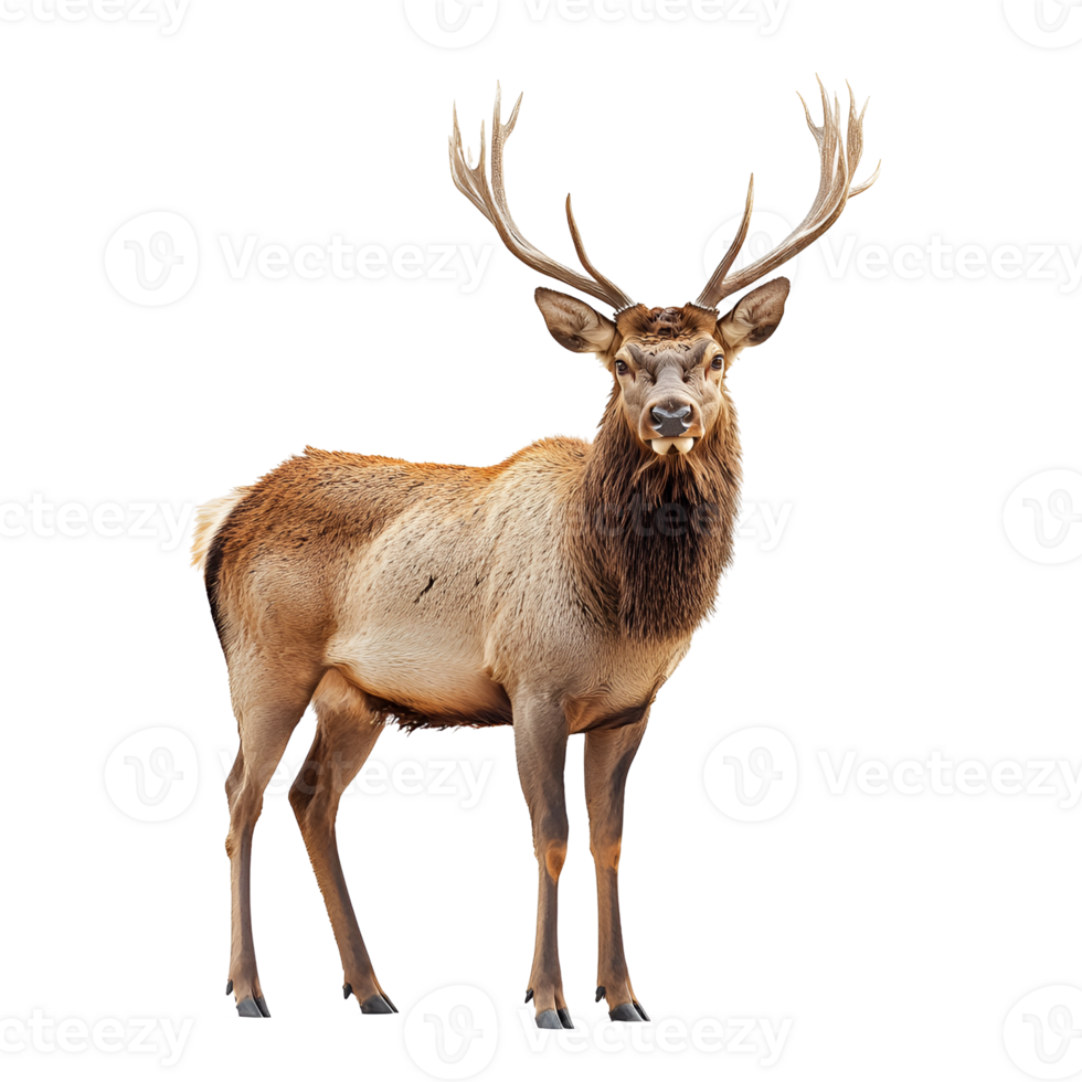 Majestic Elk Bull with Large Antlers, Isolated on transparent Background png