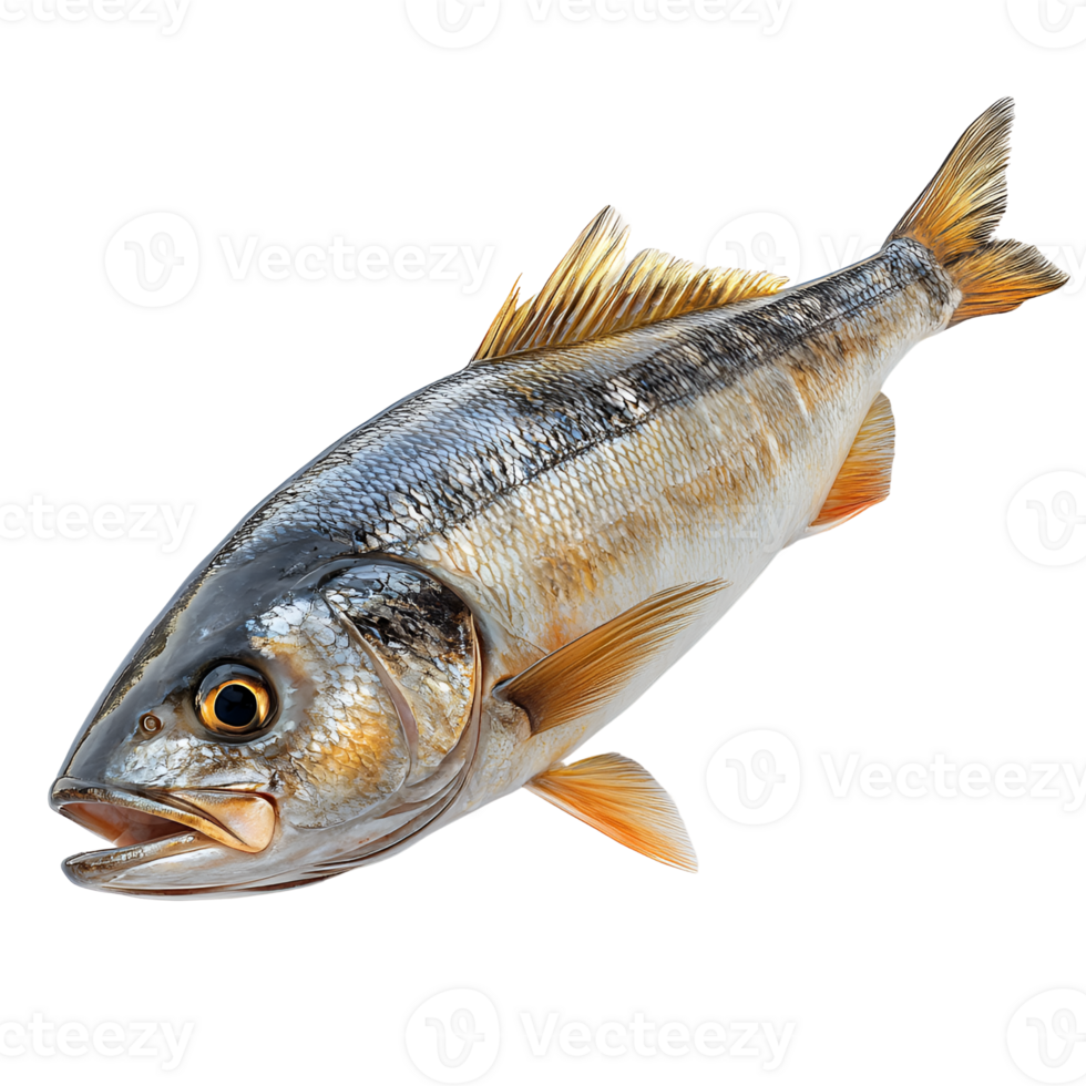 Freshly Caught Corvina Fish, Isolated on transparent Background png