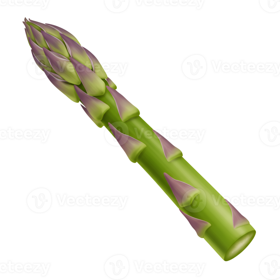 Single Spear of Fresh Green Asparagus with Purple Tip, Realistic 3D Render png