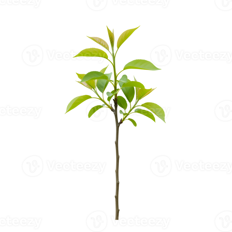 Young Sapling with Vibrant Green Leaves Isolated on Transparent Background png