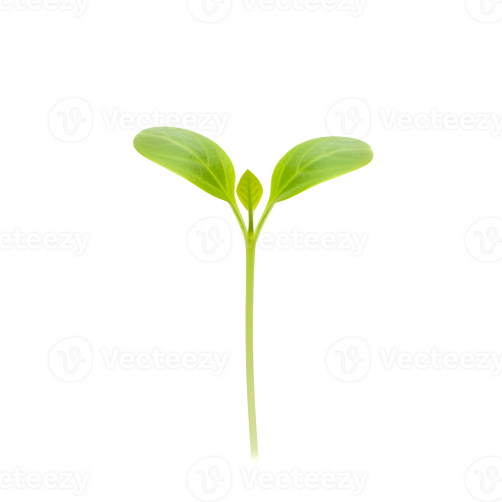 Vibrant Green Seedling Sprout on Transparent Background png