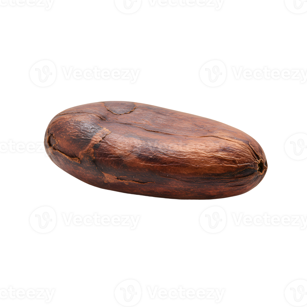 Single Roasted Cocoa Bean, Closeup Studio Shot on Transparent Background png
