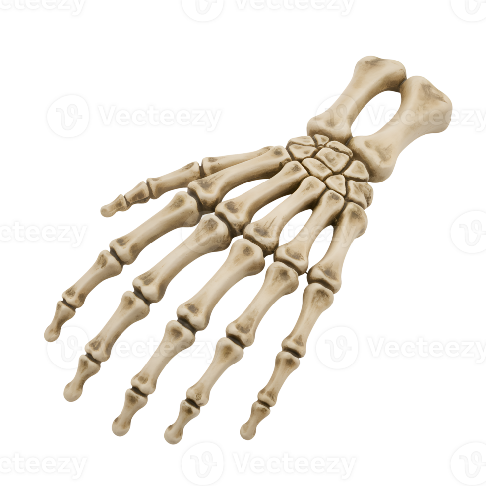Realistic Skeleton Hand Model Isolated on Transparent Background png