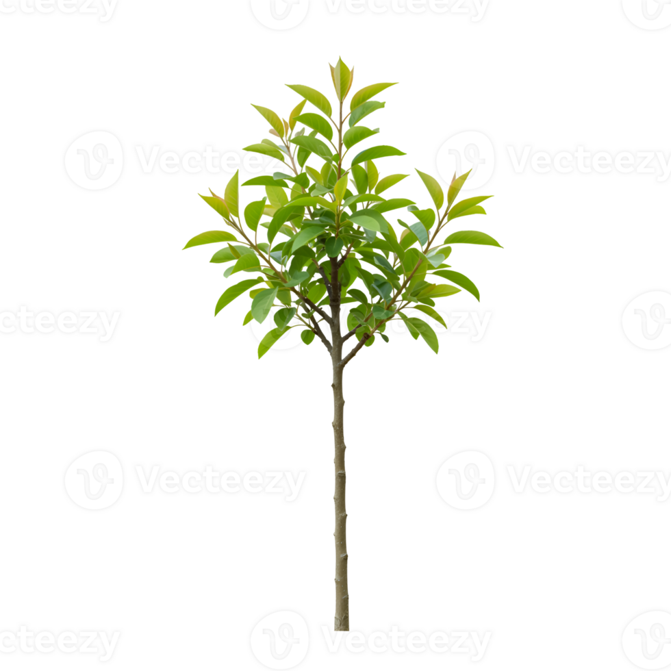 Isolated Young Sapling Tree with Lush Green Leaves on Transparent Background png