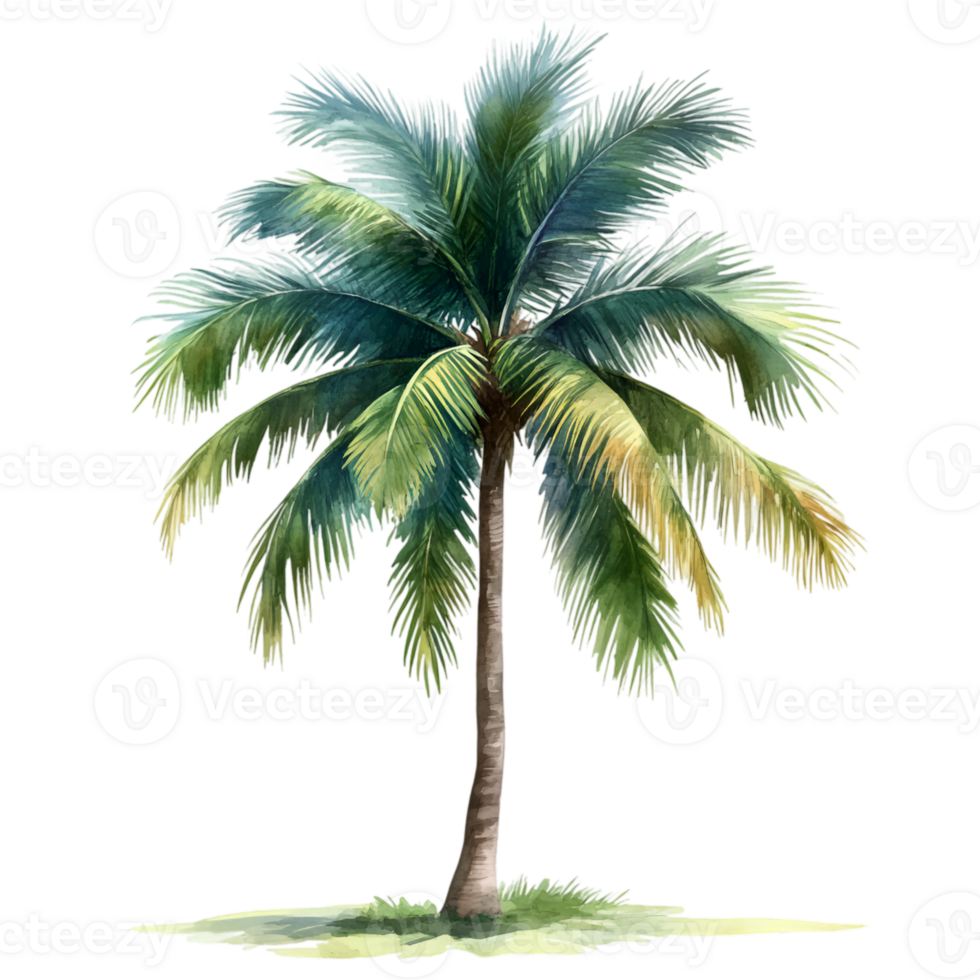 Lush Watercolor Palm Tree Isolated on Transparent Background png