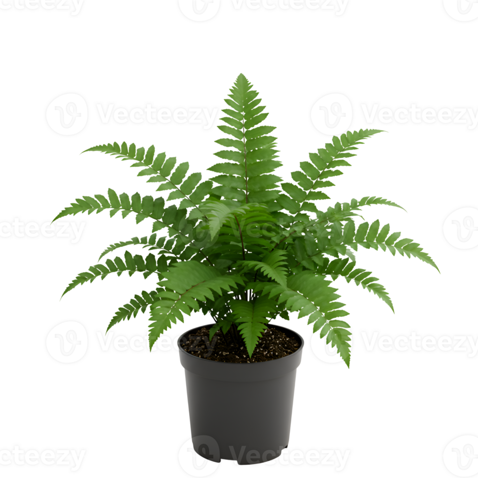 Lush Green Fern in a Gray Pot Isolated on Transparent Background png