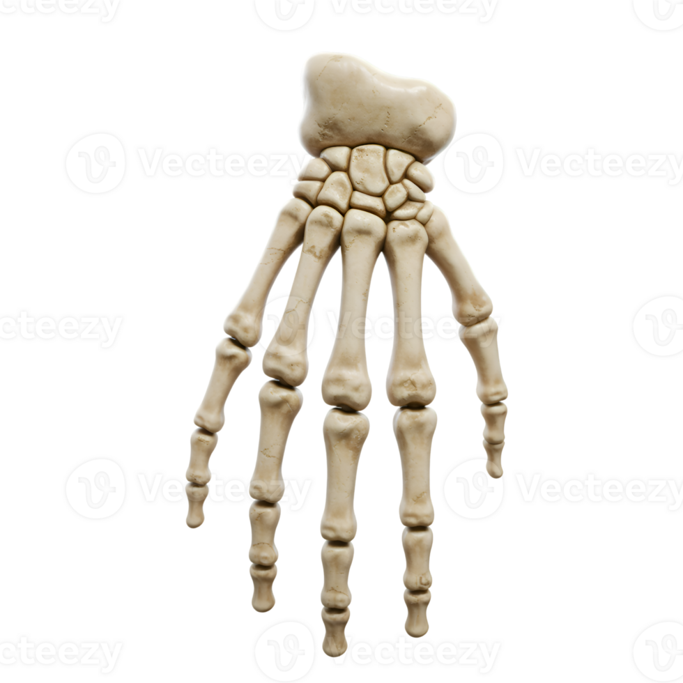 Detailed 3D Render of a Human Hand Skeleton, Isolated on Transparent Background png