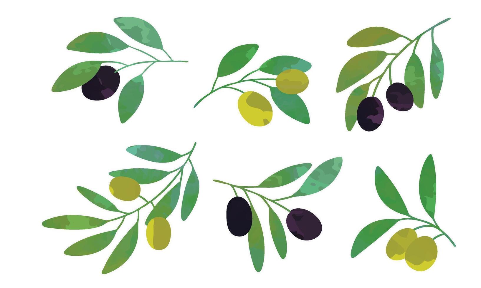 Olive Tree Branches Collection, Eco Healthy Organic Product Illustration Illustration vector