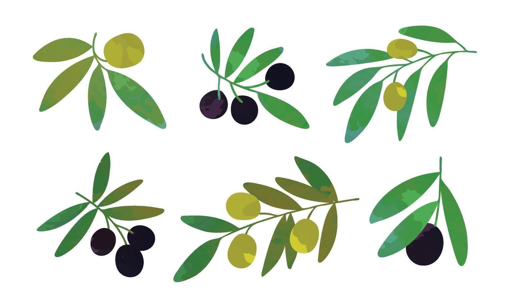 Olive Tree Branches with Green and Black Olives Collection, Eco Healthy Organic Product Illustration Illustration vector