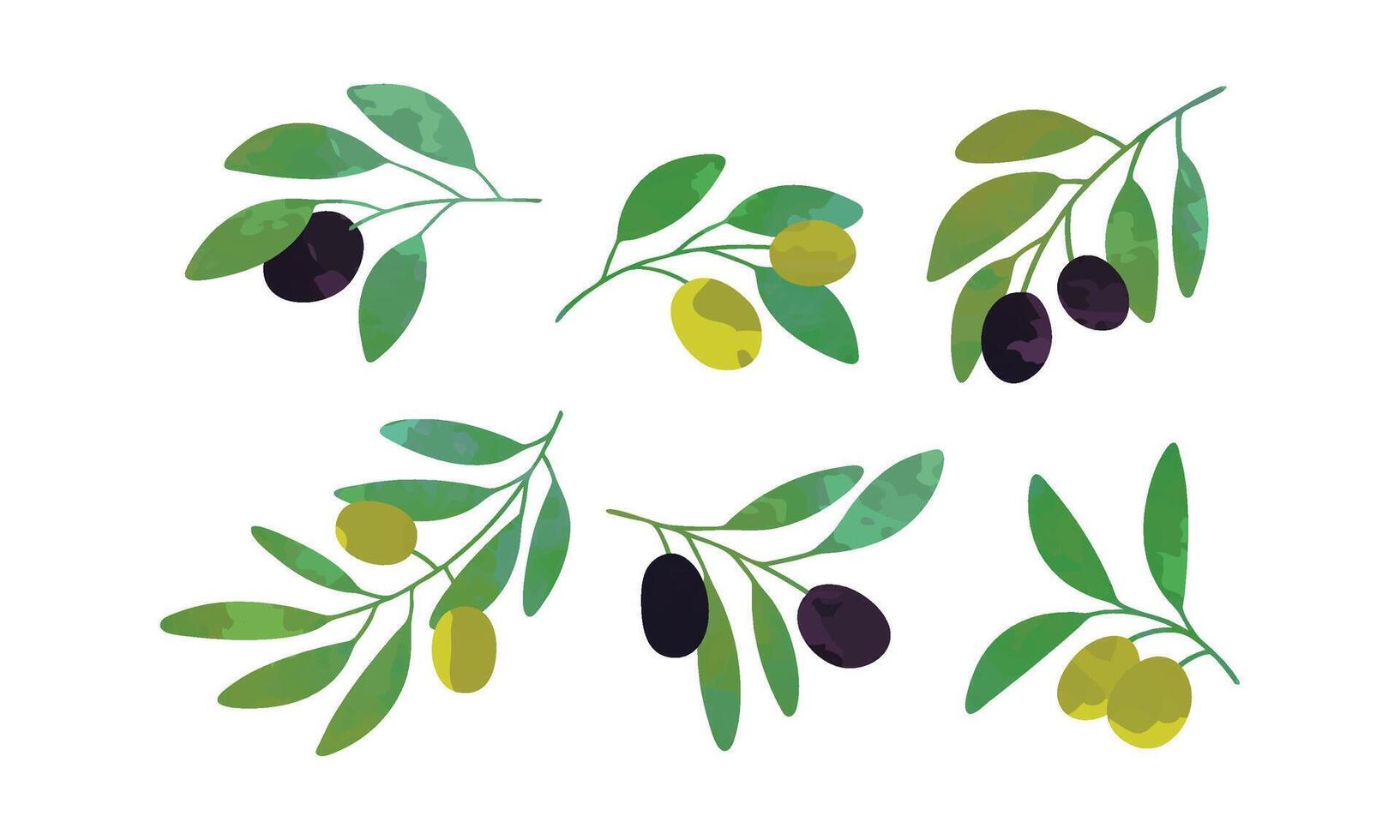 Olive Tree Branches with Green and Black Fruits Collection, Healthy Organic Product Illustration Illustration vector
