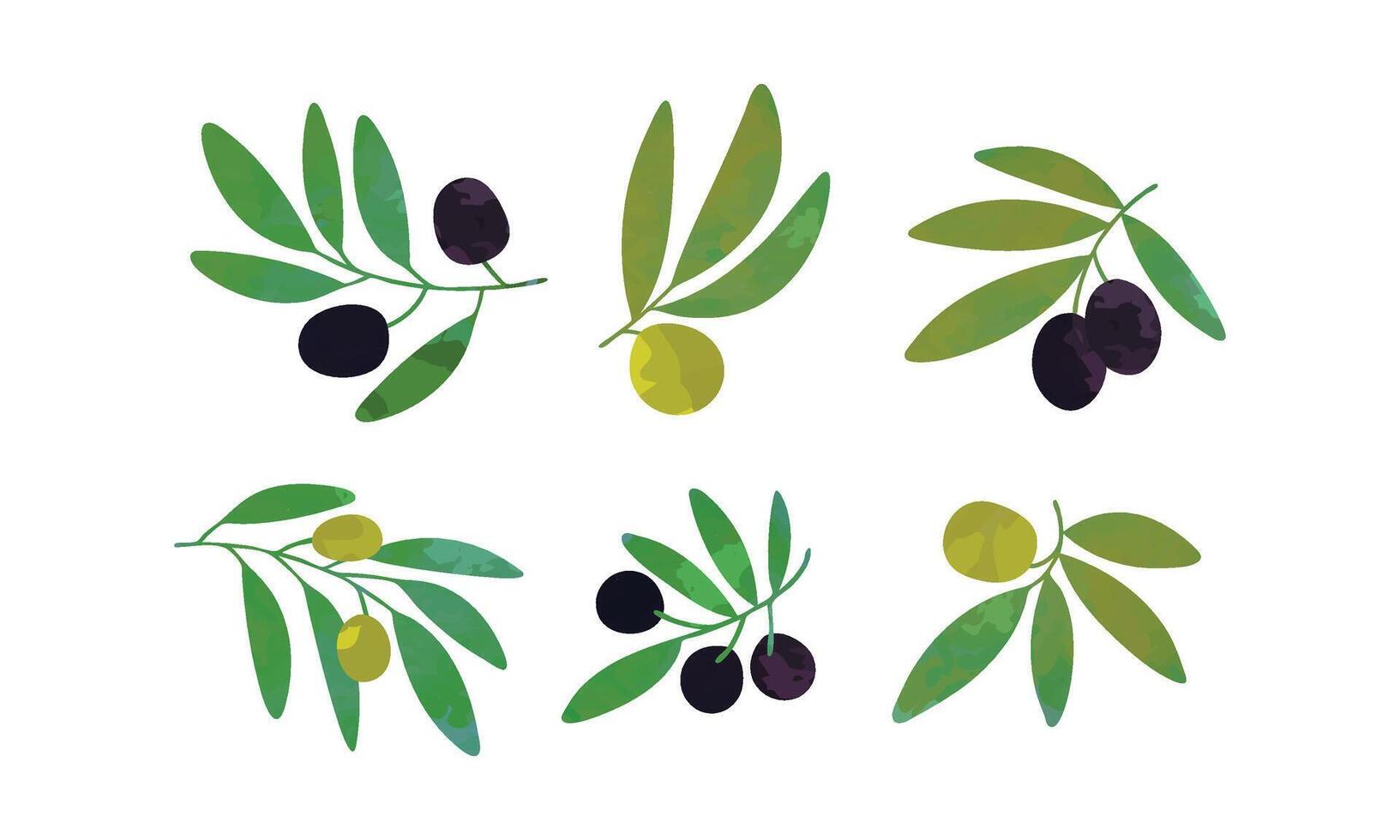 Green Olive Tree Branches with Fruits Collection, Healthy Organic Product Illustration Illustration vector