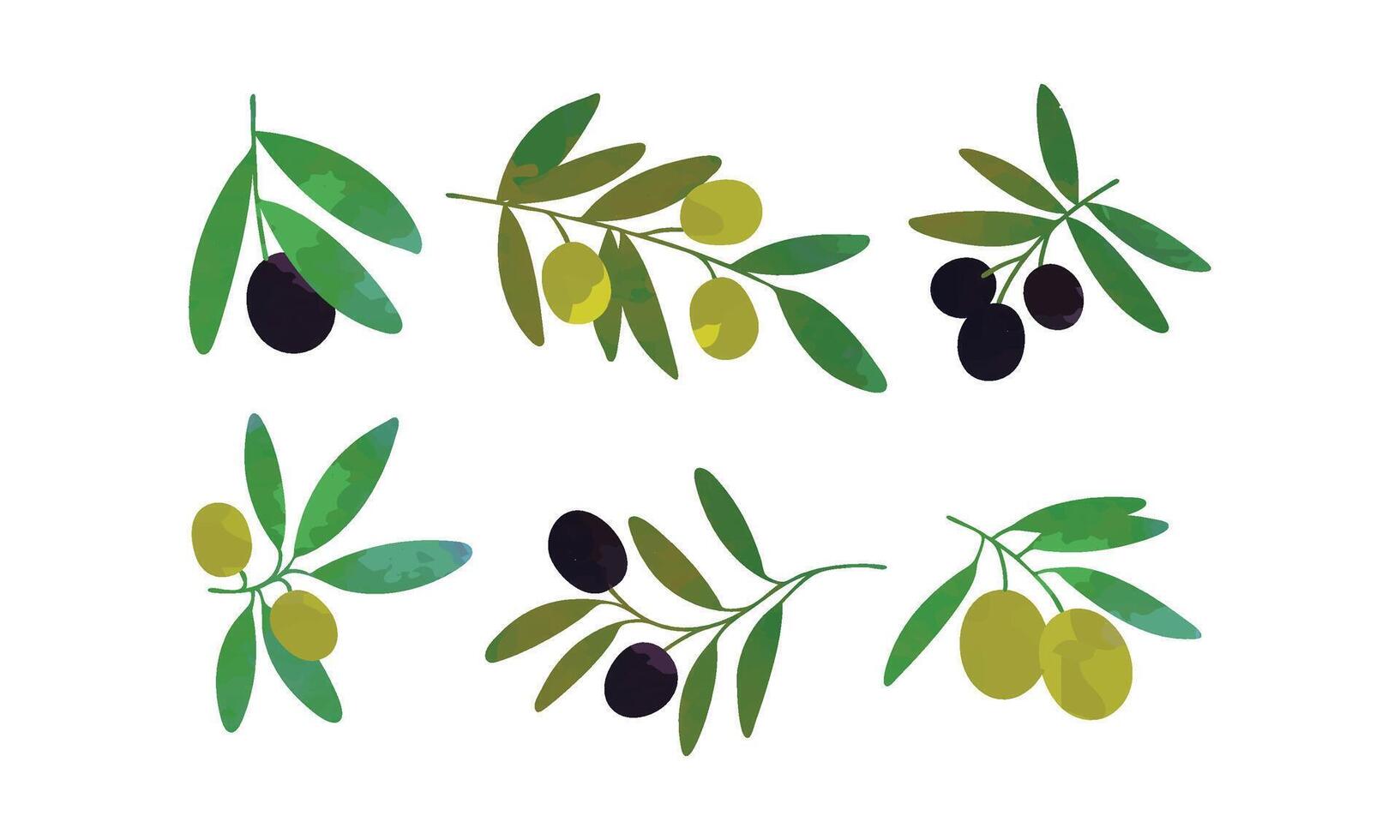 Olive Tree Branches with Fruits Collection, Healthy Organic Product Illustration Illustration vector