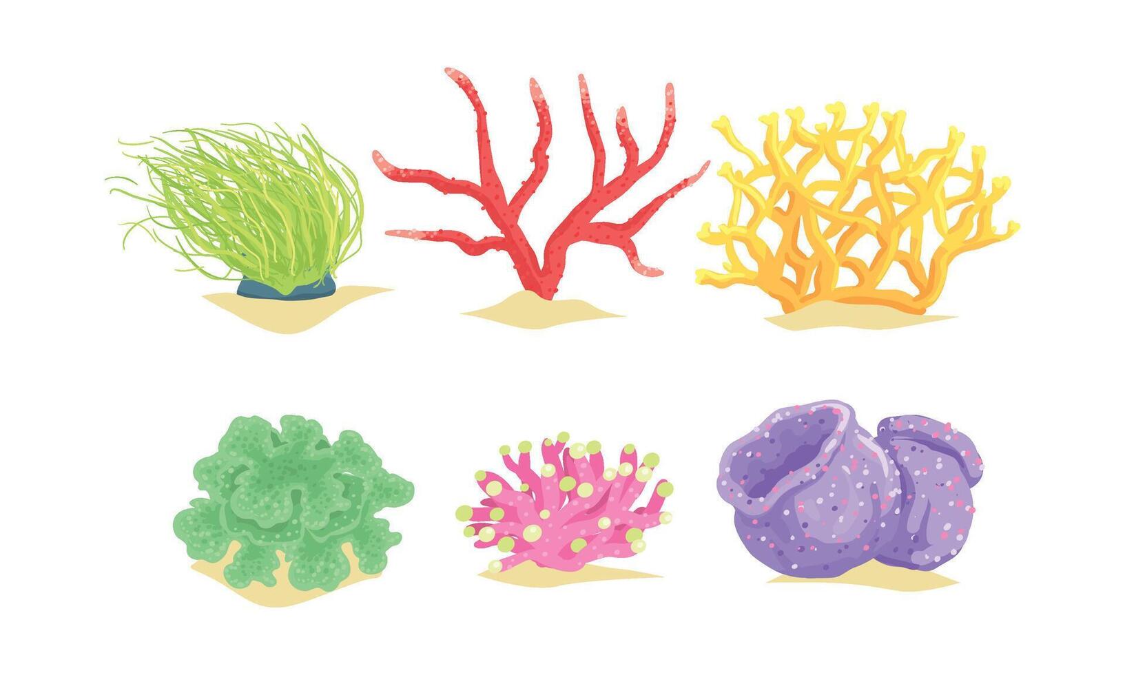 Seaweeds Collection, Aquatic Marine Algae Underwater Plants Illustration vector