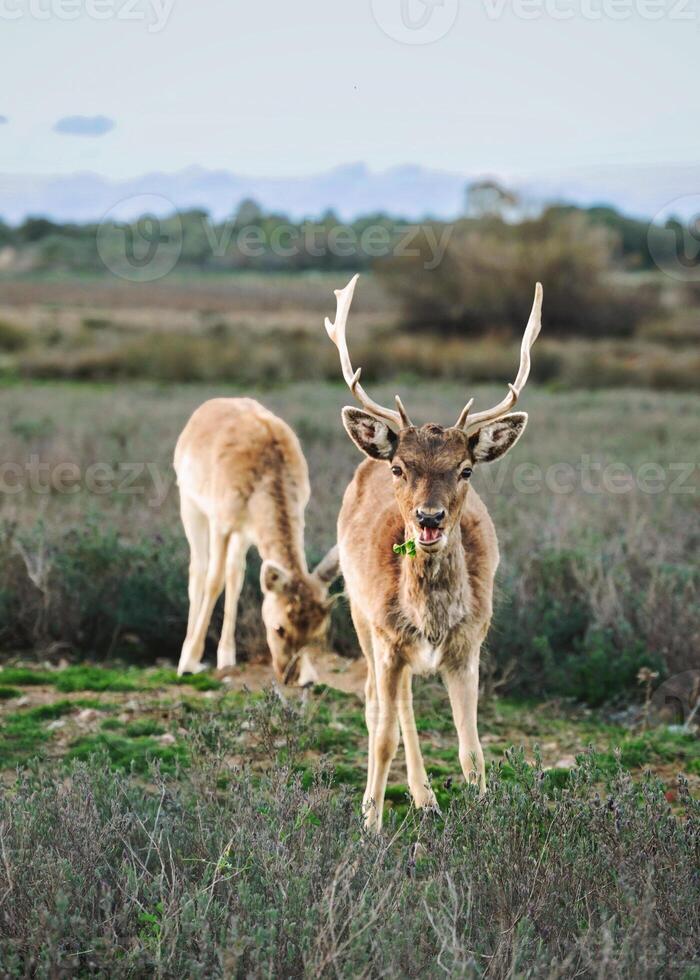 Deer graze in the meadow photo