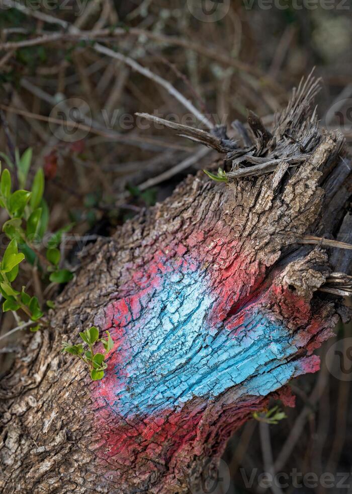 Heart-shaped mark painted into a tree trunk along a hiking road in Portugal photo