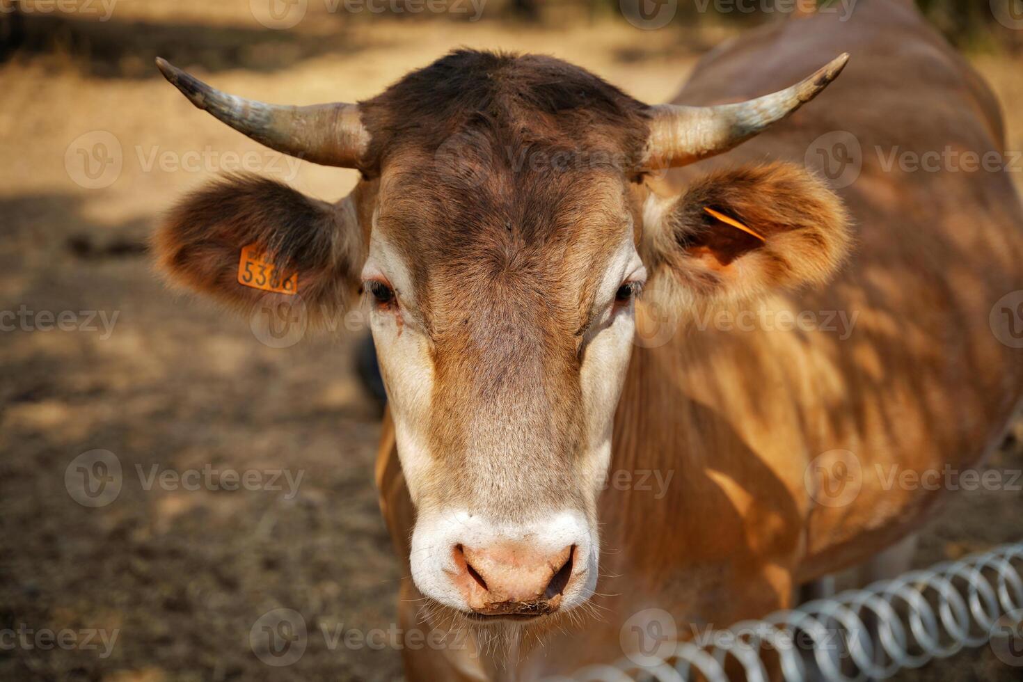 Brown cow looking at camera photo