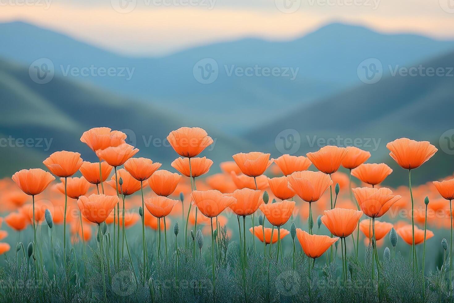 Orange poppies blossom in a field with mountains in the background photo
